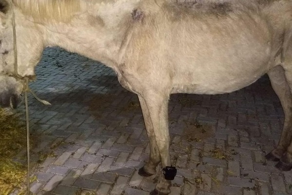 Cavalo é encontrado com tornozeleira eletrônica no Ceará