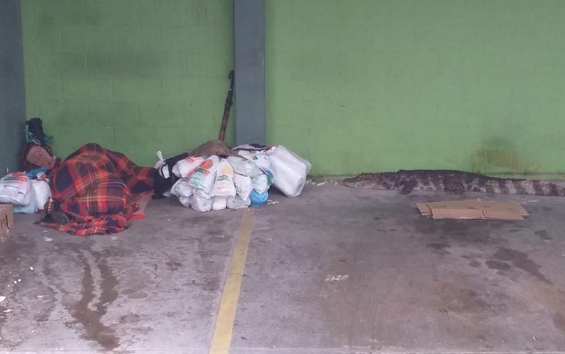 PERIGO: Jacaré chega a 1 metro de morador de rua que dormia em estacionamento e mobiliza a PM