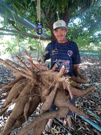 Agricultor colhe a segunda macaxeira gigante desta vez de 41kg, em menos de uma semana na cidade de  Boa Ventura.