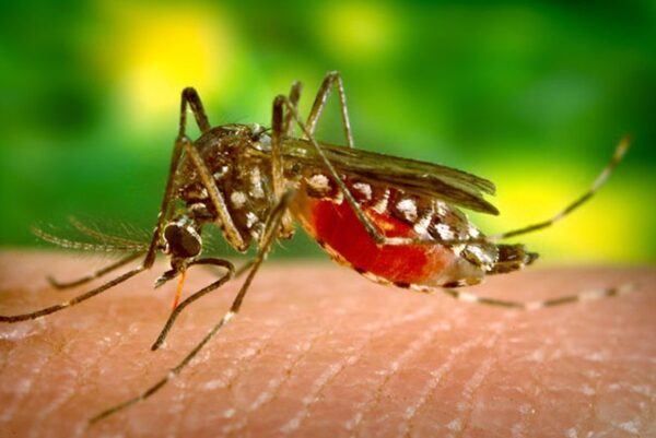 Mais de 3 mil casos suspeitos de dengue são notificados em menos de um mês na PB e caso de óbito é investigado