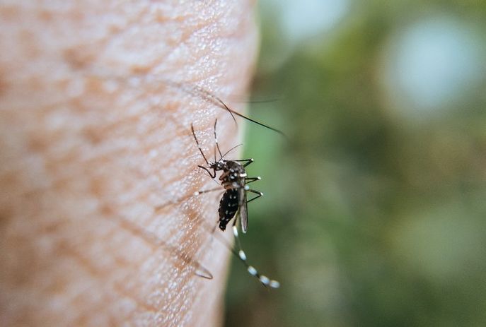 Em 1 semana, Paraíba registra mais de 3 mil novos casos de dengue e zika