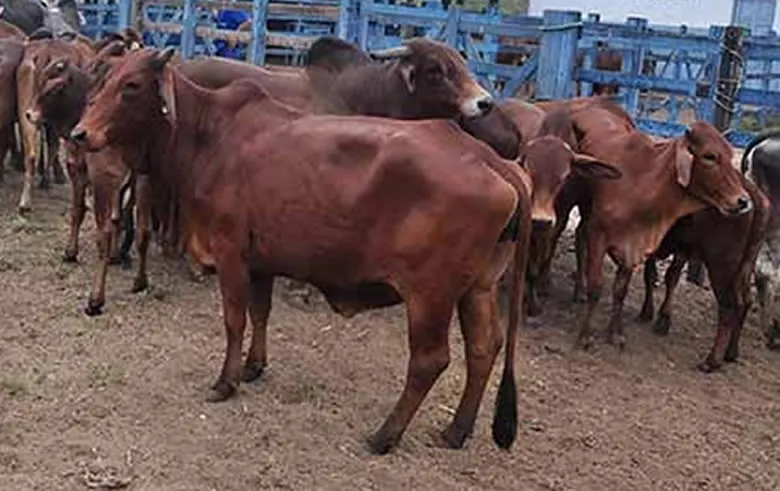 Polícia investiga grupo especializado em furto de gado no Sertão da Paraíba