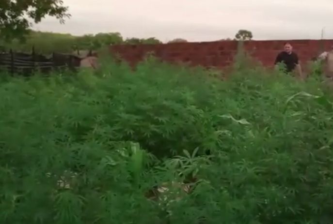 VÍDEO : Polícia Civil desmata plantação de maconha no Sertão da Paraíba