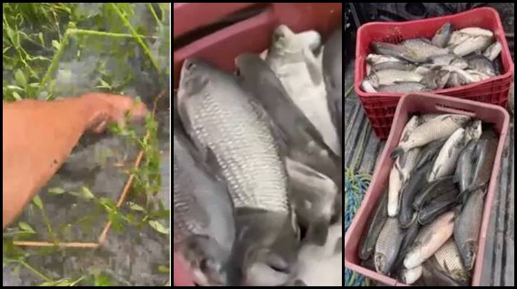 Após fortes chuvas, moradores pegam com a mão, fartura de ‘peixes da Semana Santa’