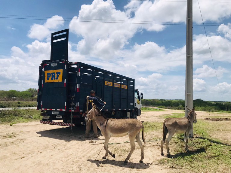 Operação Pista Não é Pasto: PRF já recolheu e removeu 1.247 animais nas rodovias federais paraibanas