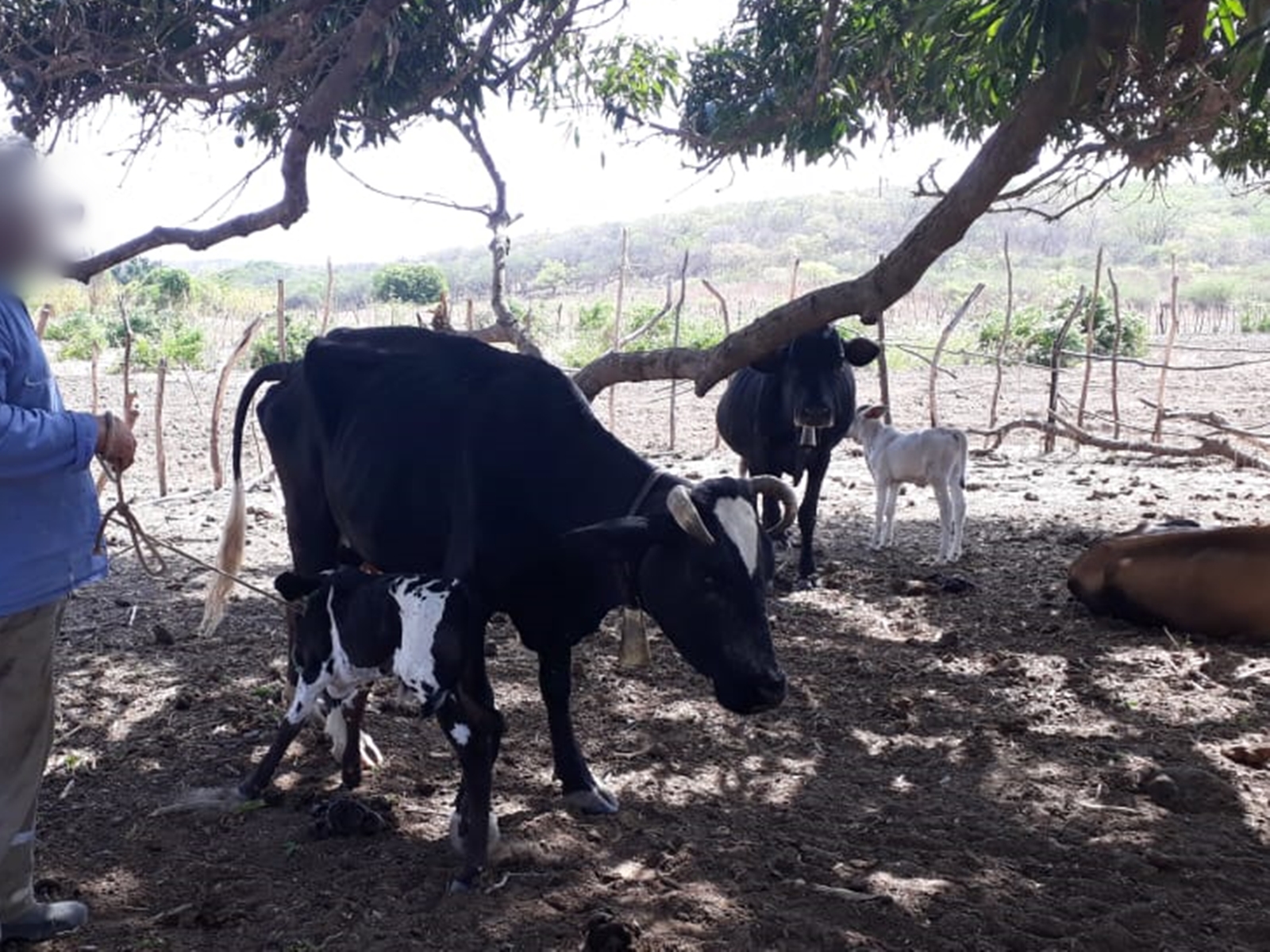 Cinco animais são furtados de propriedade rural em cidade no vale do Piancó