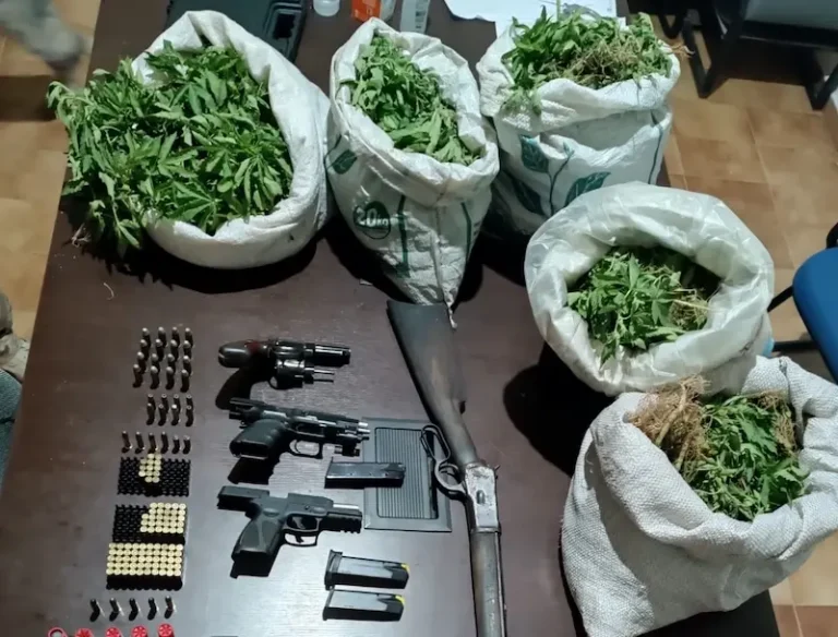 Polícia Civil encontra 200 mil pés de maconha em sítio no interior da Paraíba