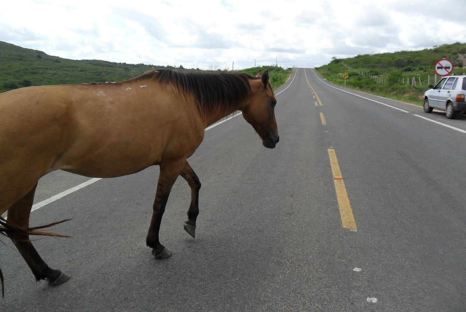 Em Itaporanga Prefeito sanciona lei que prevê abatimento de animais soltos em vias