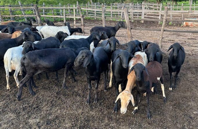 Criminosos invadem propriedade rural e furtam ovelhas, e ferramentas, em Piancó