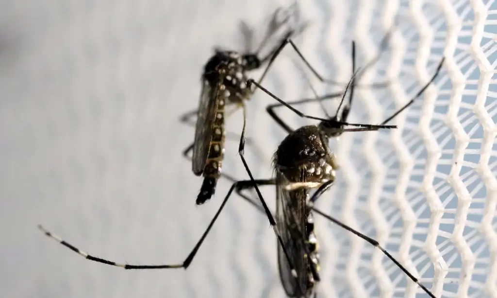 Mortes por dengue chegam a 113 no país