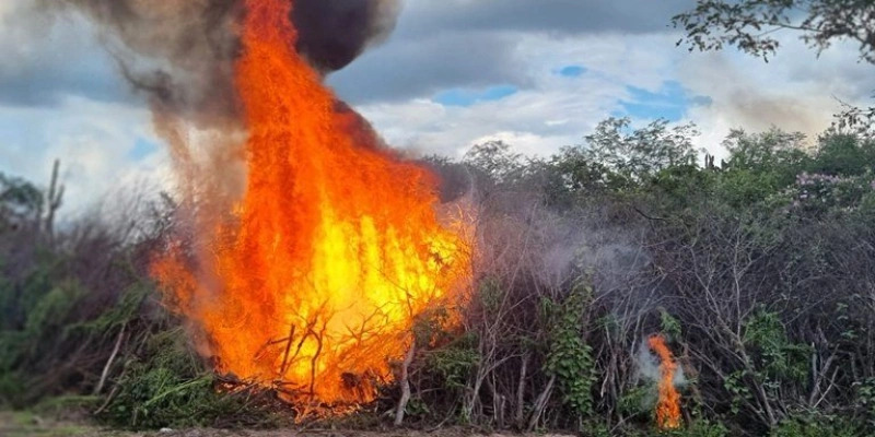 Operação da Polícia Federal destrói 448 mil pés de maconha na Paraíba e em Pernambuco