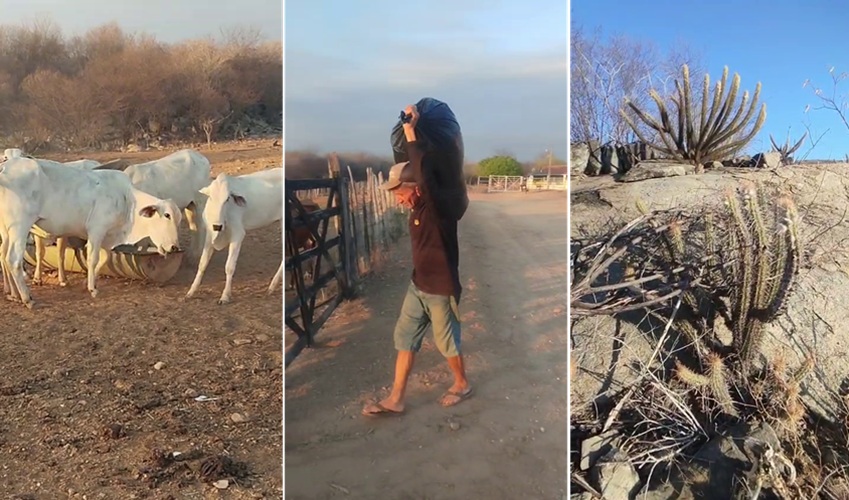 No Vale do Piancó criador gasta quase duas toneladas de ração por semana para salvar gado da seca