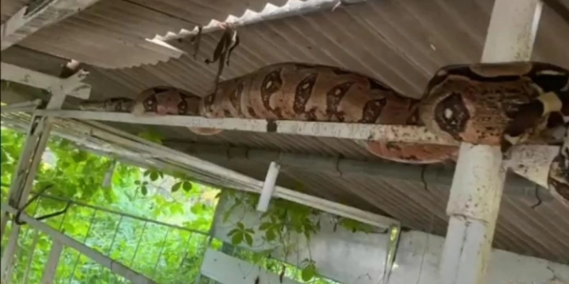 Cobra de 3 metros é encontrada em granja na zona rural de Itaporanga