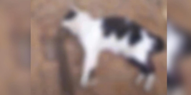 Suspeito, de violência doméstica e matar gato a pauladas é preso em Piancó