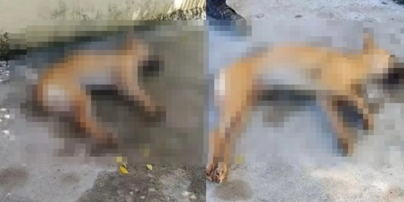 Após mortes de mais de 200 animais, moradores de Teixeira organizam ato por justiça